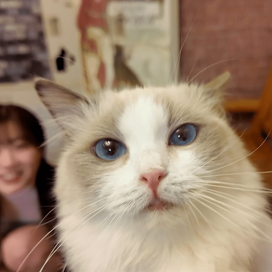 ดู JAV FC2 PPV 4511406 นักแสดงใหม่ 1490 แต้มถึงวันที่ 9 น่ารักและหายากสุดๆ เธอ ไม่เซ็นเซอร์ - JAV UNCEN